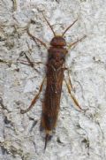 Tremex fuscicornis