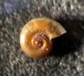 Skeneopsis sultanarum