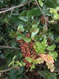 Smilax aspera