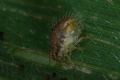 Sminthurus viridis