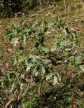 Datura ferox