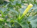 Datura stramonium