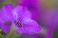 Petunia hybrida