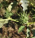 Datura ferox