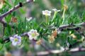Lycium intricatum