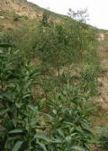 Nicotiana glauca