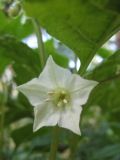 Alkekengi officinarum