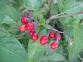 Solanum dulcamara