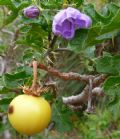 Solanum linnaeanum