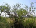 Lycium europaeum