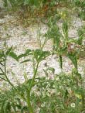 Solanum lycopersicum