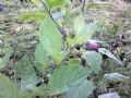 Atropa bella-donna