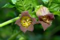 Atropa bella-donna