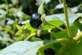 Atropa bella-donna
