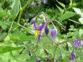 Solanum dulcamara