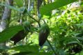 Atropa bella-donna