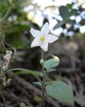 Solanum jasminoides