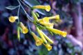 Nicotiana glauca