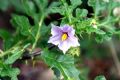 Solanum linnaeanum