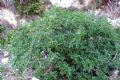 Solanum linnaeanum