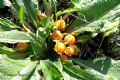 Mandragora autumnalis