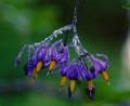 Solanum dulcamara