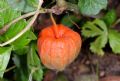 Alkekengi officinarum