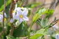 Solanum bonariense