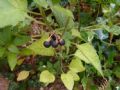 Solanum nigrum