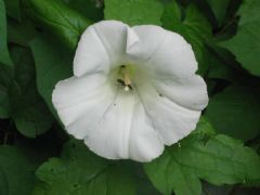 Convolvulaceae