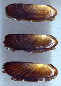 Solemyidae