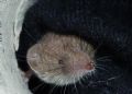 Crocidura sp.