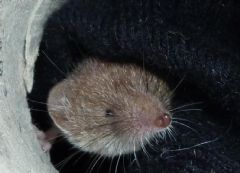 Soricidae