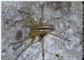 Micrommata ligurina