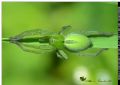 Micrommata ligurina