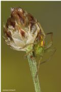 Micrommata virescens