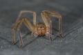 Cebrennus sp.