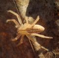 Micrommata virescens