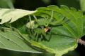 Micrommata virescens