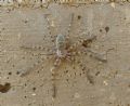 Eusparassus walckenaeri