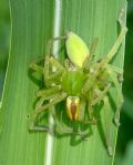 Micrommata virescens