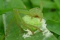 Micrommata virescens
