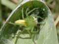 Micrommata virescens