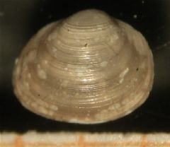 Sphaeridae