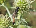 Ammophila terminata mocsary