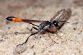 Ammophila heydeni heydeni