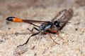 Ammophila heydeni heydeni