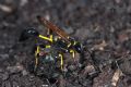 Sceliphron madraspatanum tubifex
