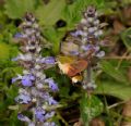 Hemaris fuciformis