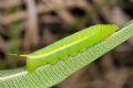 Daphnis nerii